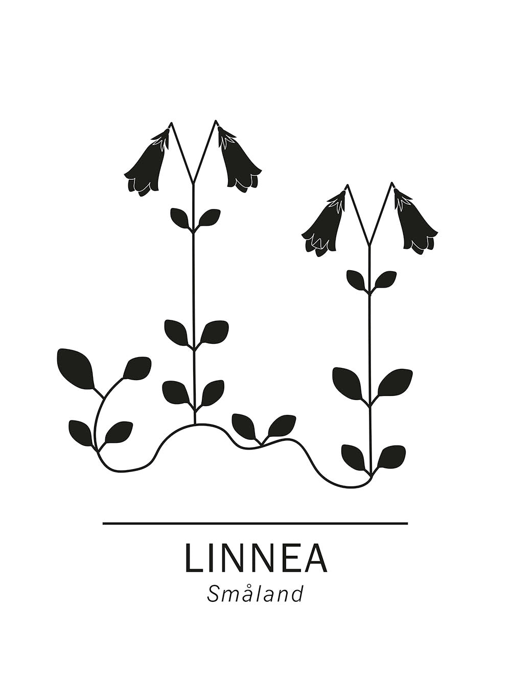 Rynx | Linnaea borealis