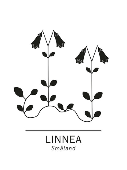 Rynx | Linnaea borealis
