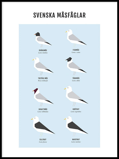 Rynx | Seagulls