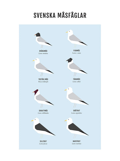 Rynx | Seagulls