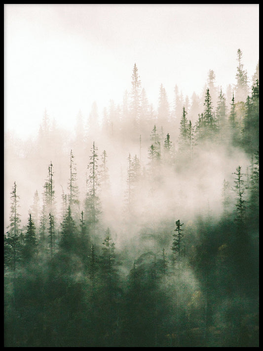 Rynx | Morning Fog