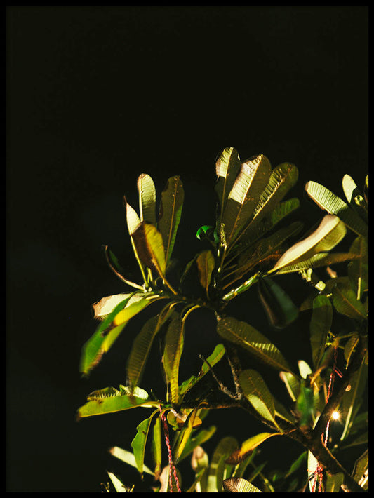 Rynx | Morning Sun