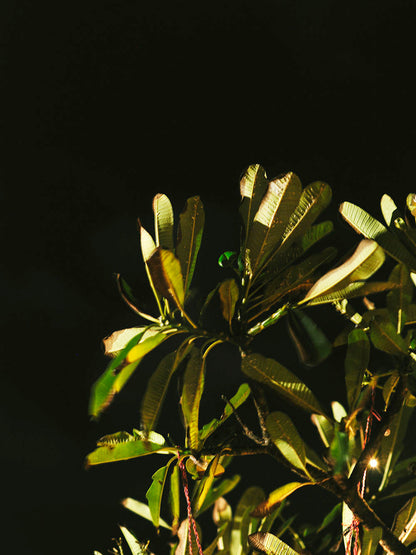 Rynx | Morning Sun