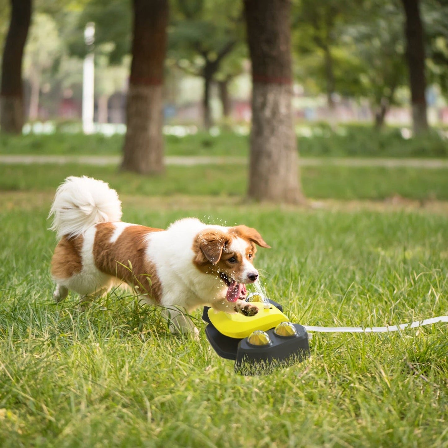 Rynx | Multifunctional Automatic Pet Water Dispenser Outdoor Foot-activated Spraying System