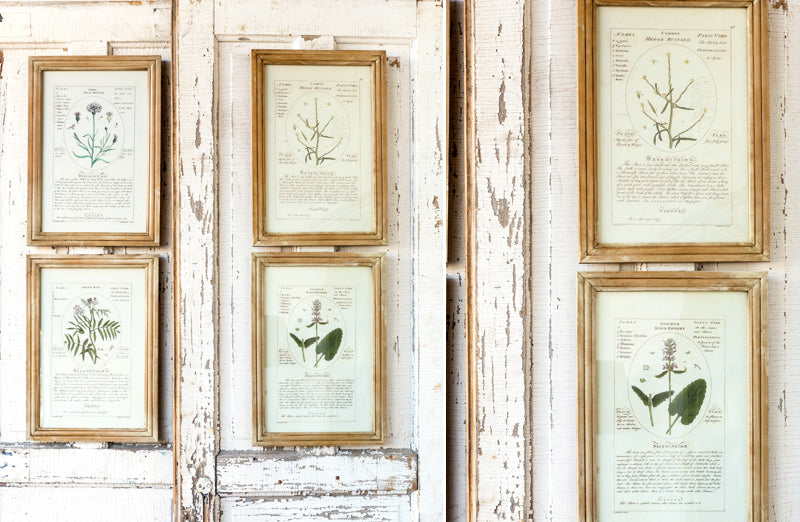 Rynx | *HUGE* Framed Botanical Art Prints Set of 4