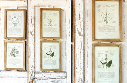 Rynx | *HUGE* Framed Botanical Art Prints Set of 4