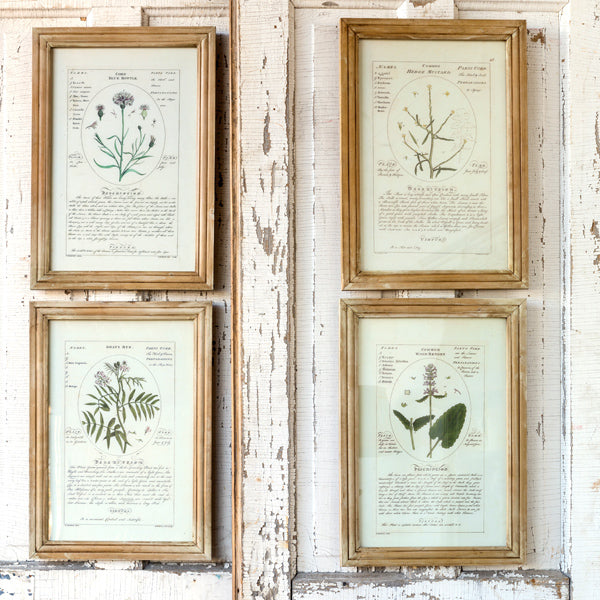 Rynx | *HUGE* Framed Botanical Art Prints Set of 4