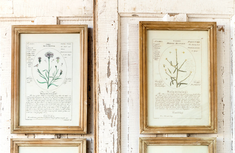 Rynx | *HUGE* Framed Botanical Art Prints Set of 4