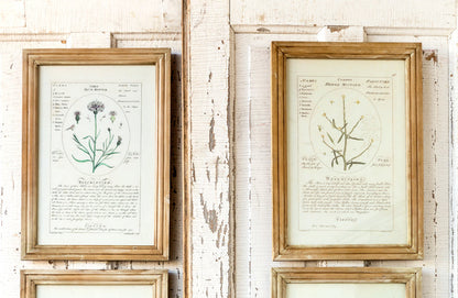 Rynx | *HUGE* Framed Botanical Art Prints Set of 4