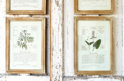 Rynx | *HUGE* Framed Botanical Art Prints Set of 4