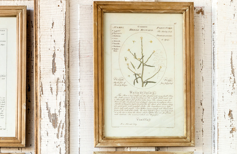 Rynx | *HUGE* Framed Botanical Art Prints Set of 4