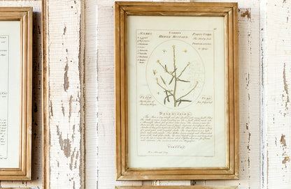 Rynx | *HUGE* Framed Botanical Art Prints Set of 4