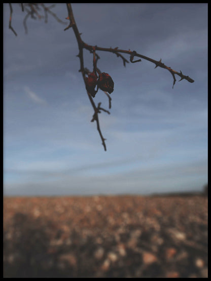 Rynx | Rosehip