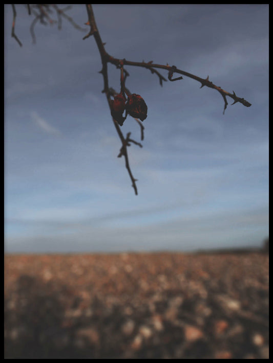 Rynx | Rosehip