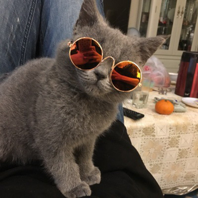 Rynx | Trendy Cat Sunglasses - KittyShades