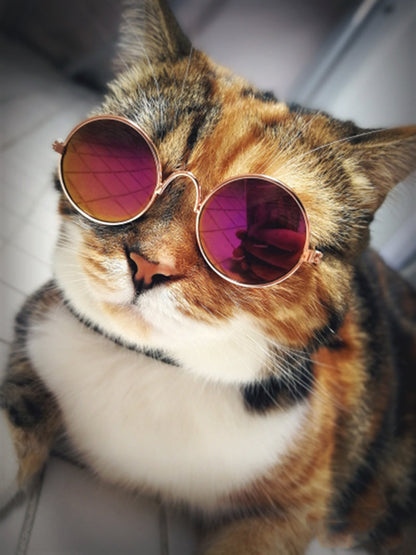 Rynx | Trendy Cat Sunglasses - KittyShades