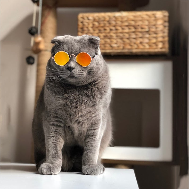 Rynx | Trendy Cat Sunglasses - KittyShades