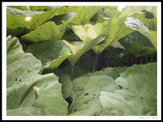 Rynx | Rhubarb