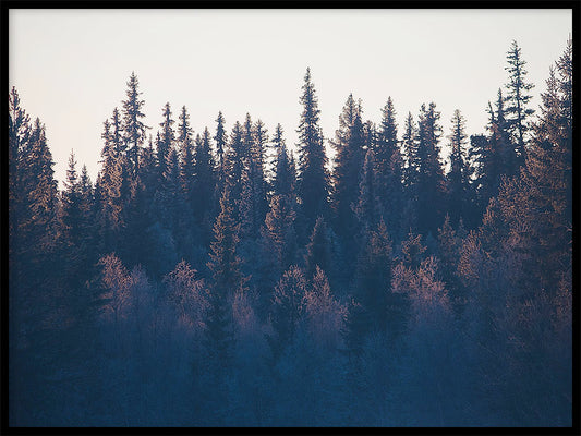Rynx | Curtain
