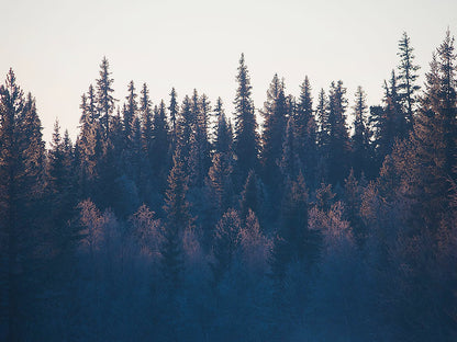 Rynx | Curtain
