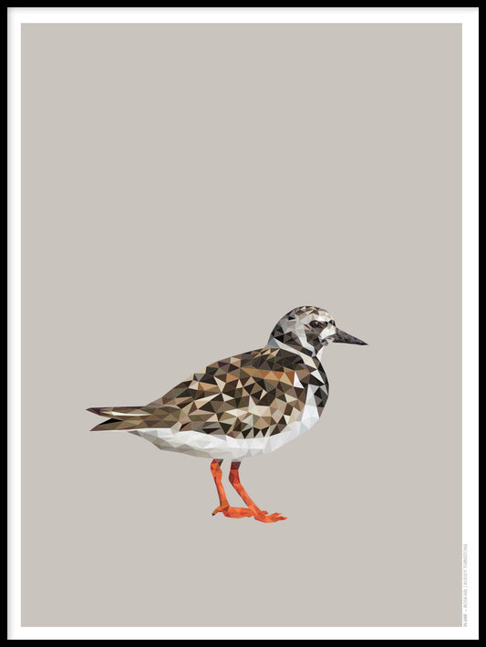 Rynx | Ruddy Turnstone