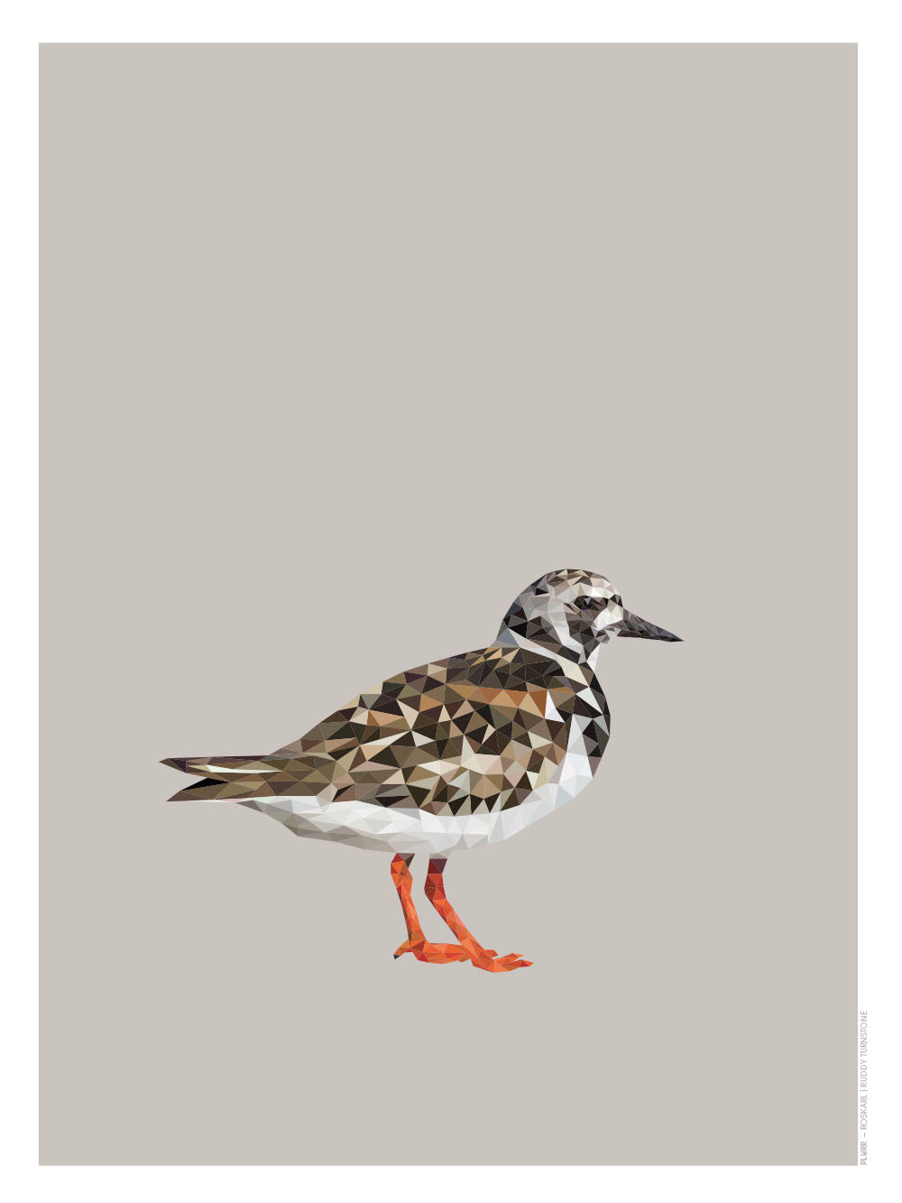 Rynx | Ruddy Turnstone
