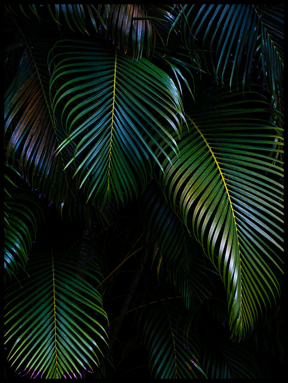 Rynx | San Juan 2