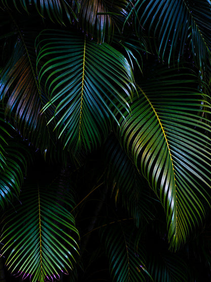 Rynx | San Juan 2