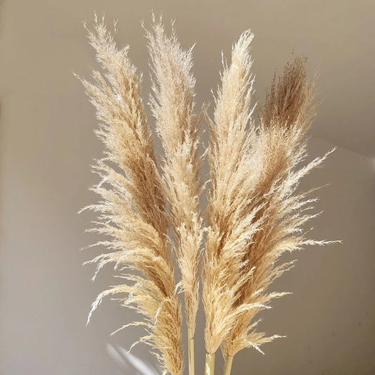 Rynx | FeatherBloom Pampas Grass | Large Feathers for Luxurious Decoration | Dried Flowers for Home & Events