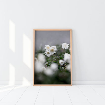 Rynx | Wooden anemone