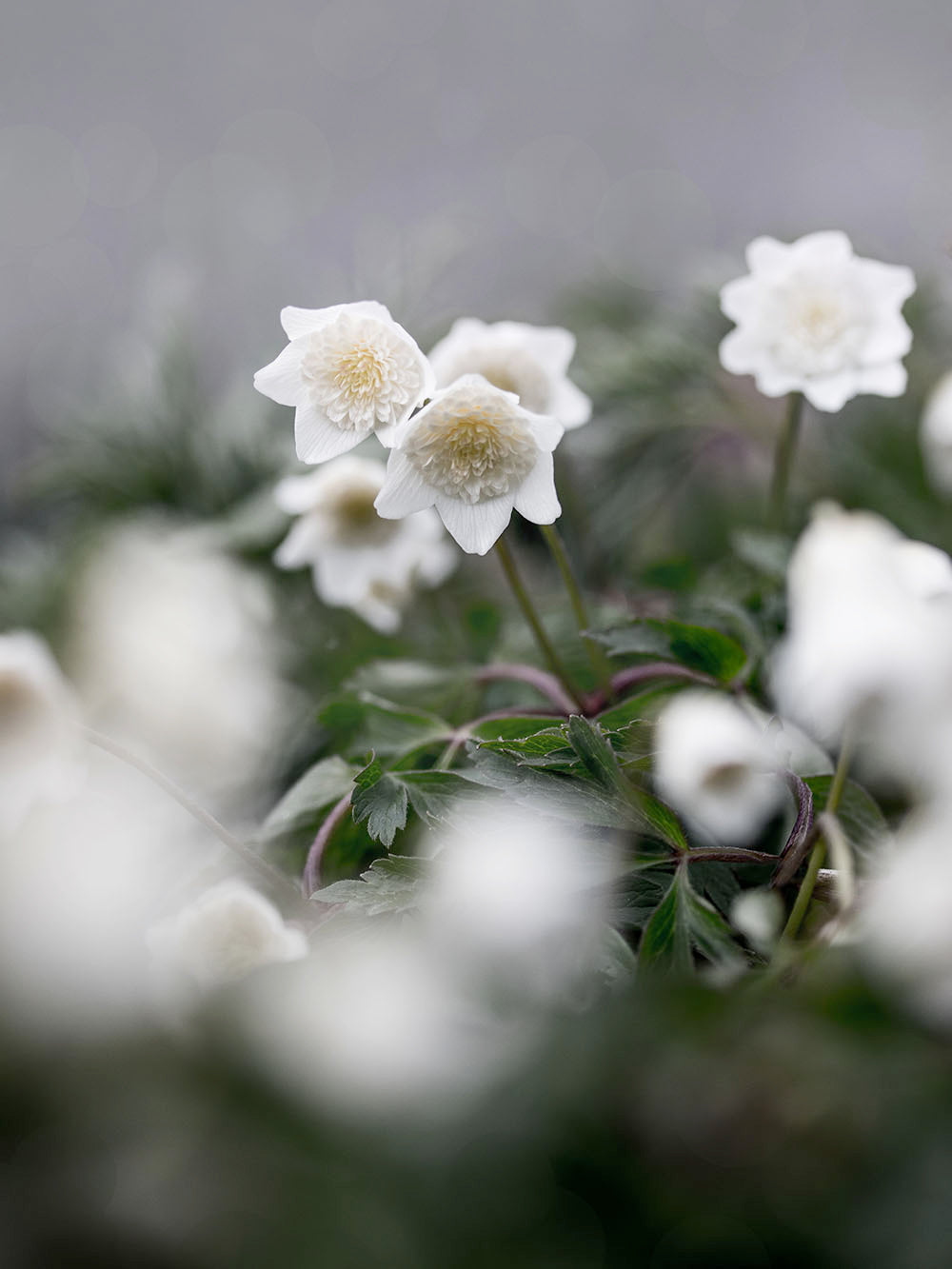 Rynx | Wooden anemone