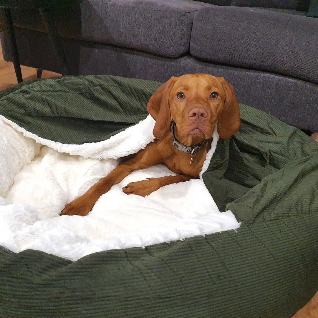 Rynx | Snookie hoodie pet bed in corduroy - dark olive green