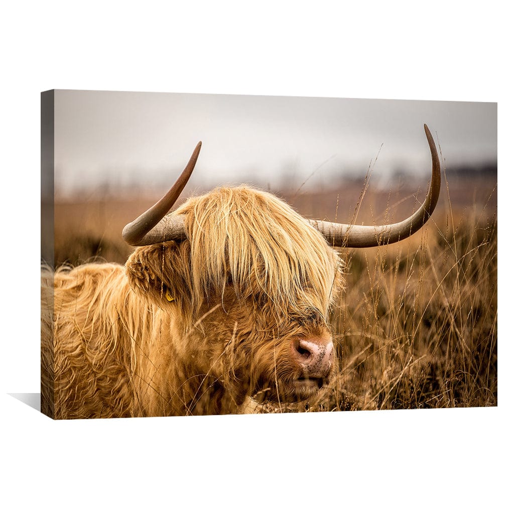 Rynx | Warm Inky Hoogland Cow Canvas