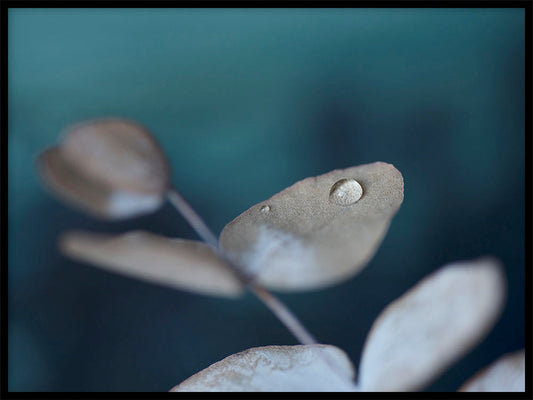 Rynx | Water Droplets