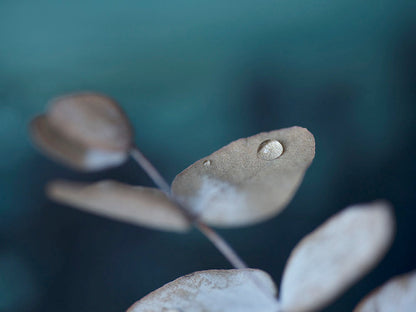 Rynx | Water Droplets