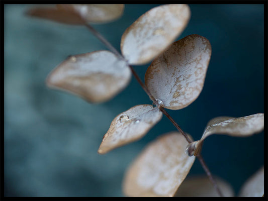 Rynx | Waterdrop II