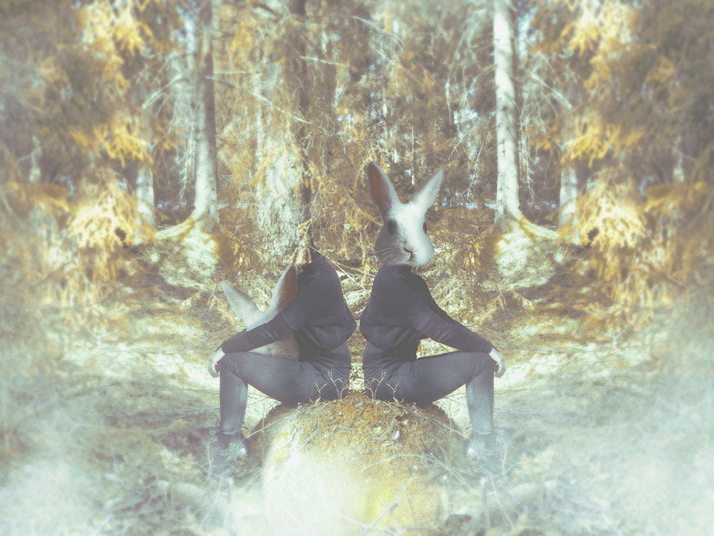Rynx | What happens in the forest, stays in the forest