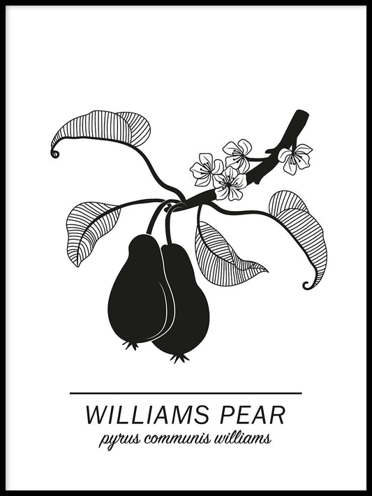 Rynx | Williams-Pear