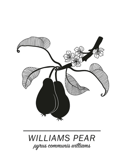 Rynx | Williams-Pear
